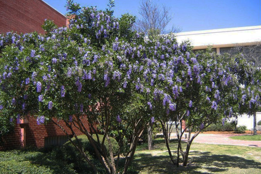 Texas Mountain Laurel Tree Growth Rate